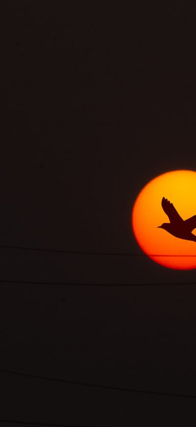 Fond d'écran iPhone Sunset Sunrise Bird Flying Sky Nature Clouds 5k