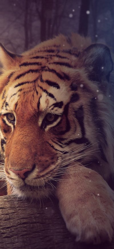 Fond d'écran iPhone Tiger Dreamy Art