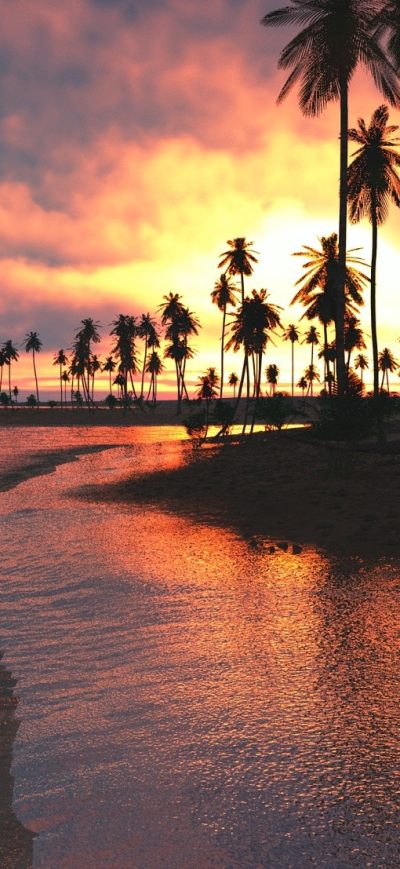 Fond d'écran iPhone Palm Trees Sunset Sea