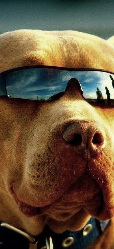 Fond d'écran iPhone Pitbull Got Swag