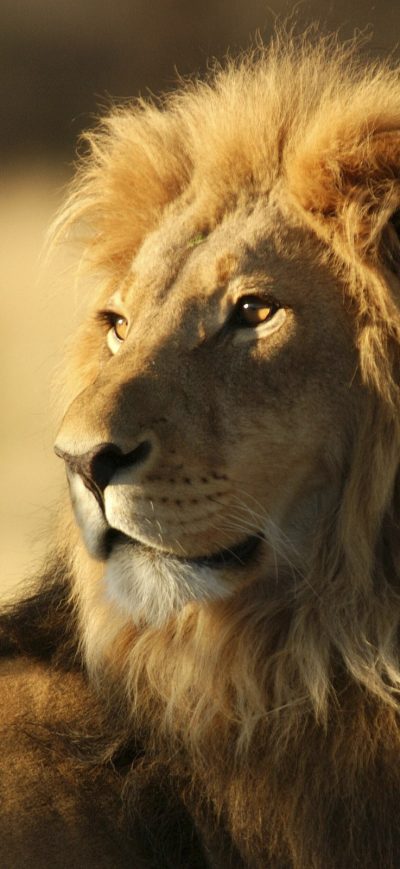 Fond d'écran iPhone African Lion