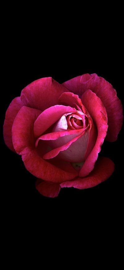 Fond d'écran iPhone Red Rose Dark Oled