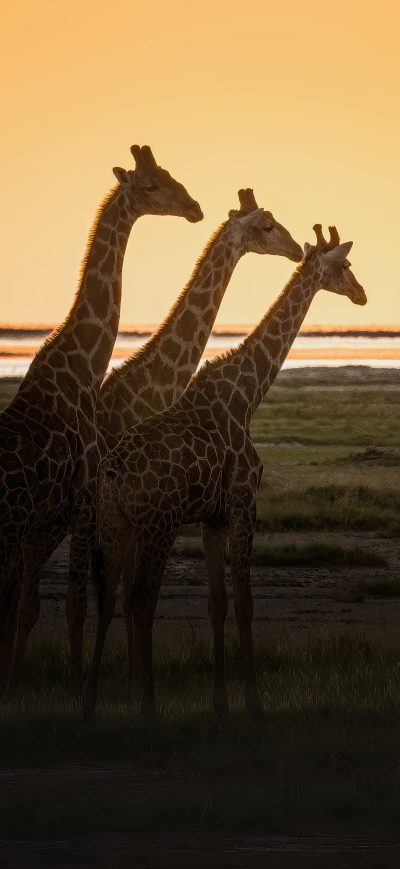 Fond d'écran iPhone Giraffes