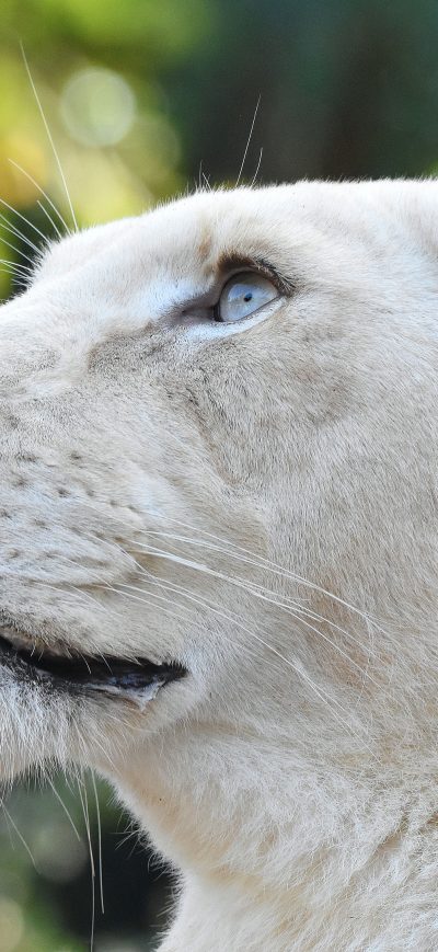 Fond d'écran iPhone White Lion Head 4k