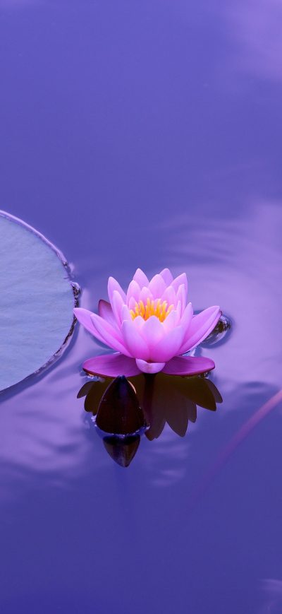 Fond d'écran iPhone Lotus Flower Lily Pad Pond Aquatic Plant 5k