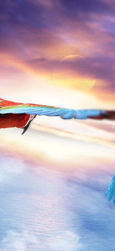 Fond d'écran iPhone Macaw Jounrey 4k