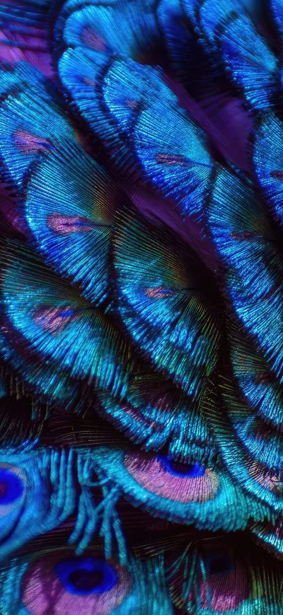 Fond d'écran iPhone Splendid Peacock Feather 4k