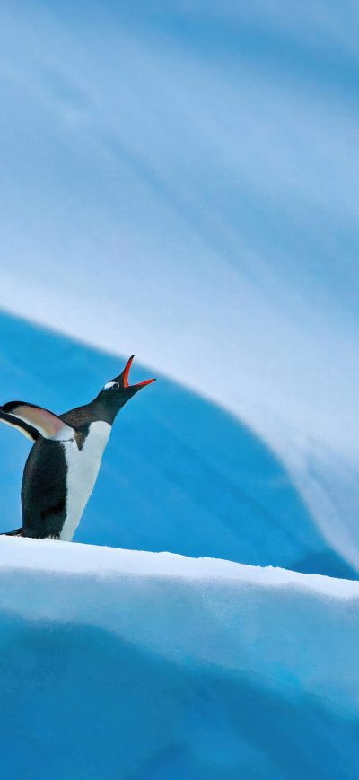 Fond d'écran iPhone Penguins In Antarctica 5k