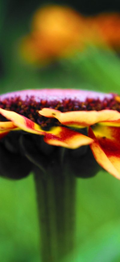 Fond d'écran iPhone Macro Flower Detail