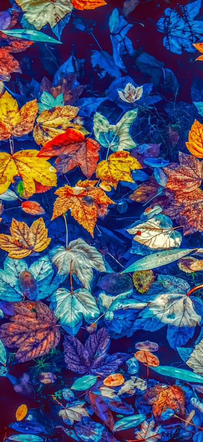 Fond d'écran iPhone Fallen Leaves In Water 5k