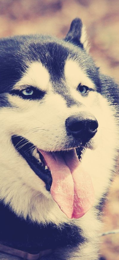Fond d'écran iPhone Siberan Husky 5