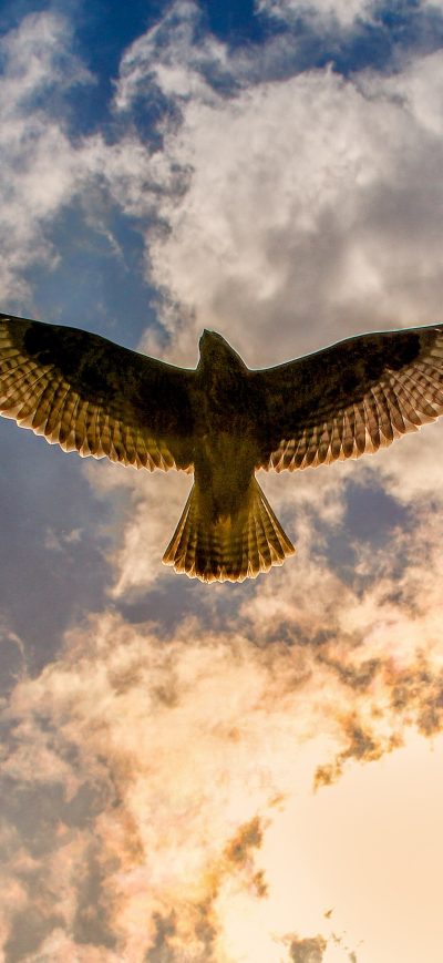 Fond d'écran Buzzard sur iPhone