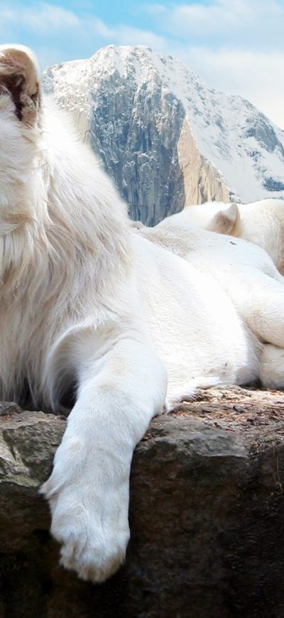 Fond d'écran iPhone Lion In Snow 4k
