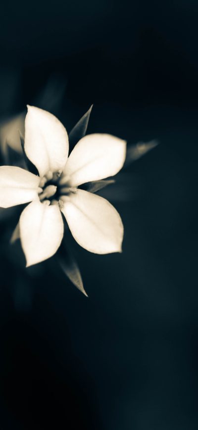 Fond d'écran iPhone Macro White Flower Plant