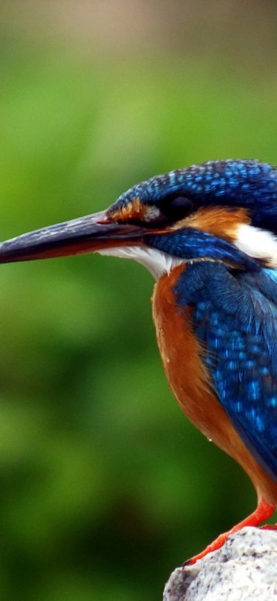 Fond d'écran iPhone Kingfisher Bird