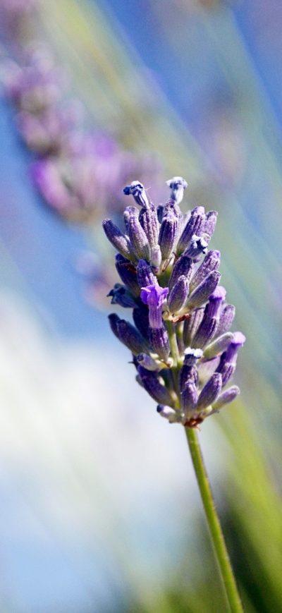 Fond d'écran iPhone Lavender Flowers HD
