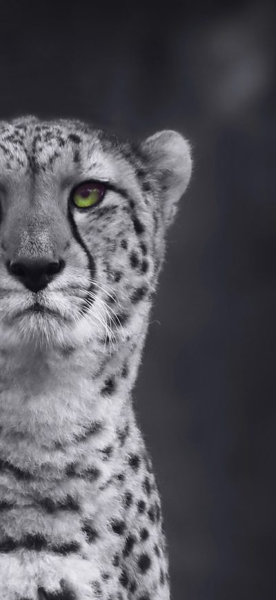Fond d'écran iPhone Cheetah Monochrome 4k