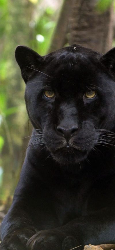 Fond d'écran iPhone Black Panther 2