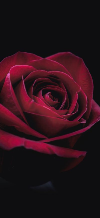 Fond d'écran iPhone Rose Oled 8k