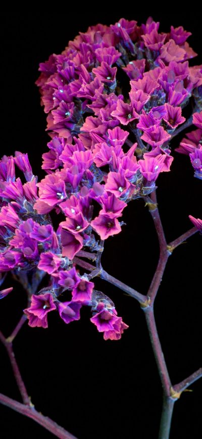 Fond d'écran iPhone Oled Purple Flower