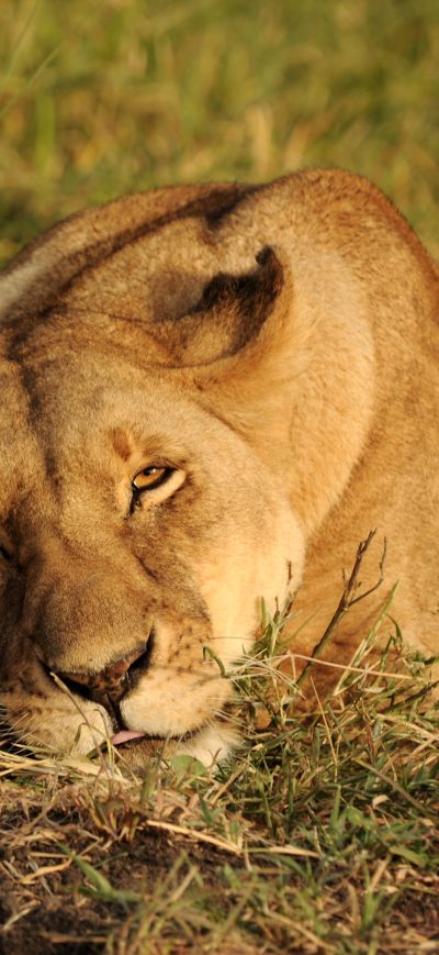 Fond d'écran iPhone Africa Lion Looking 4k