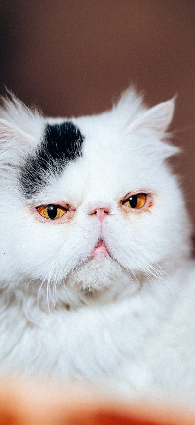Fond d'écran iPhone Cat Purebred White