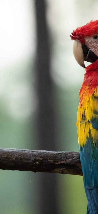 Fond d'écran iPhone Red Blue And Yellow Macaw Bird 5k