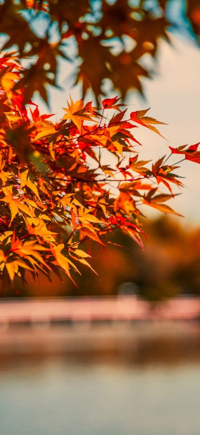 Fond d'écran iPhone Maple Tree Autumn Lake 5k