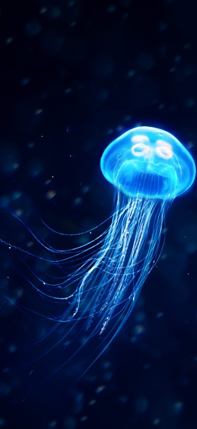 Fond d'écran iPhone Jellyfish Illustration