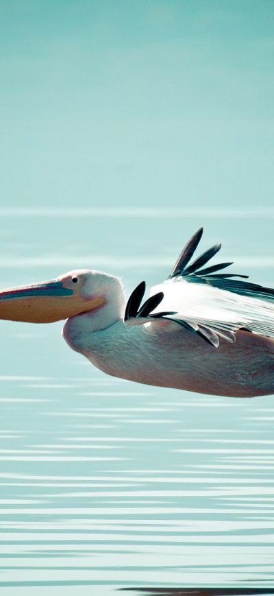 Fond d'écran iPhone Pelican Bird