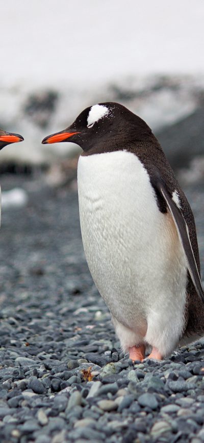 Fond d'écran iPhone Penguins 4k