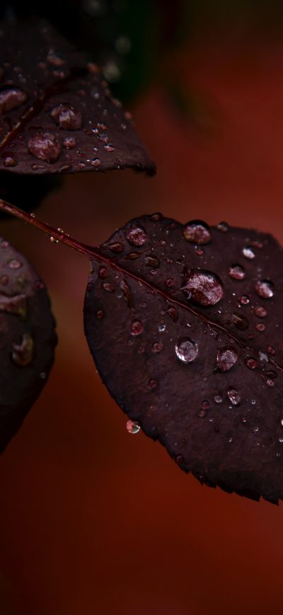 Fond d'écran iPhone Red Leaf Droplets Dewdrops Macro Rain 4k