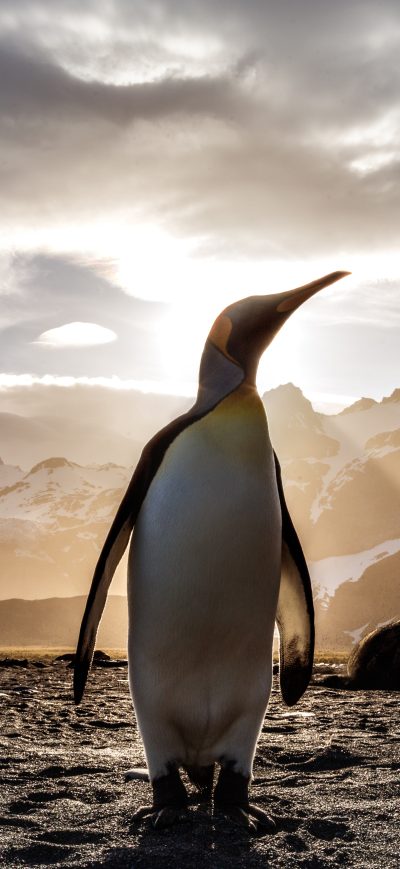 Fond d'écran iPhone Penguin Looking Out 5k
