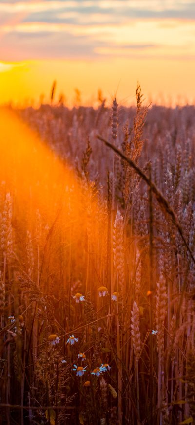 Fond d'écran iPhone Wheat Field Sun Beams Photography 5k