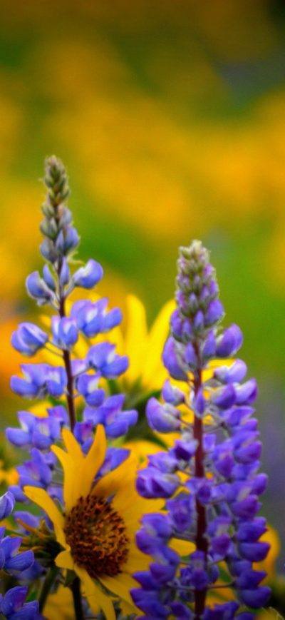 Fond d'écran Washington Wild flowers sur iPhone