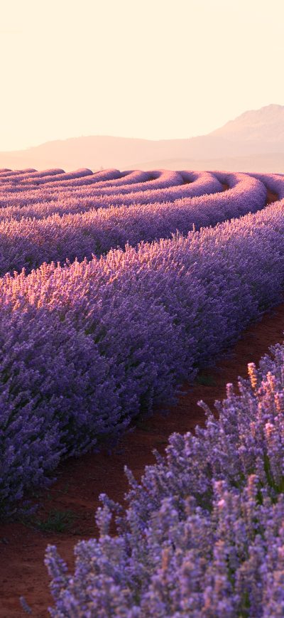 Fond d'écran iPhone Lavender Fields