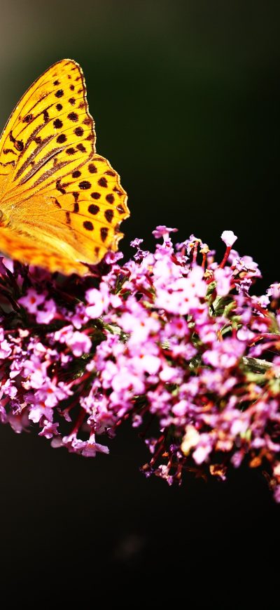 Fond d'écran iPhone Butterfly In Garden
