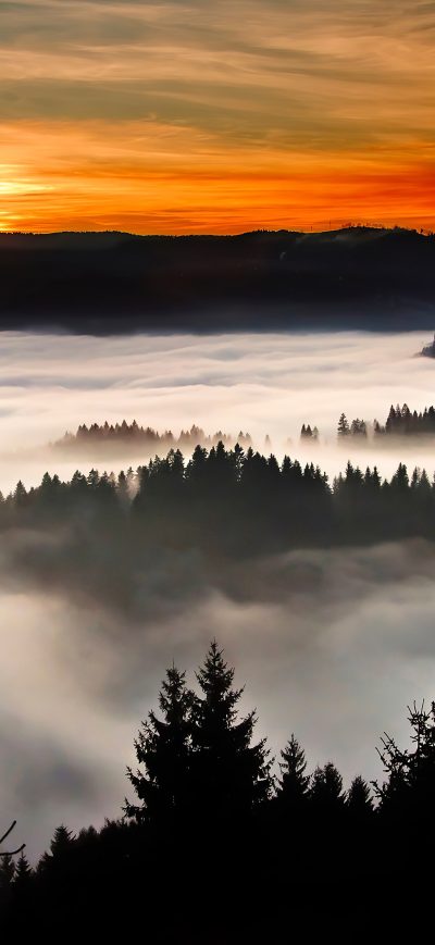 Fond d'écran iPhone Trees Covered In Clouds 4k