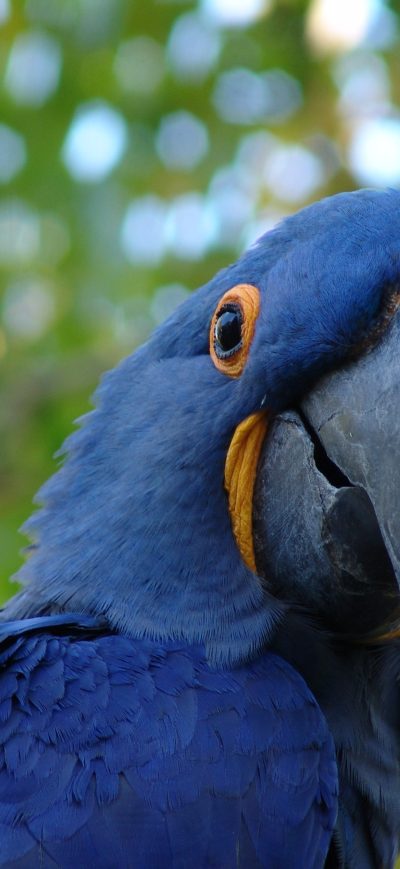 Fond d'écran iPhone Blue Parrot