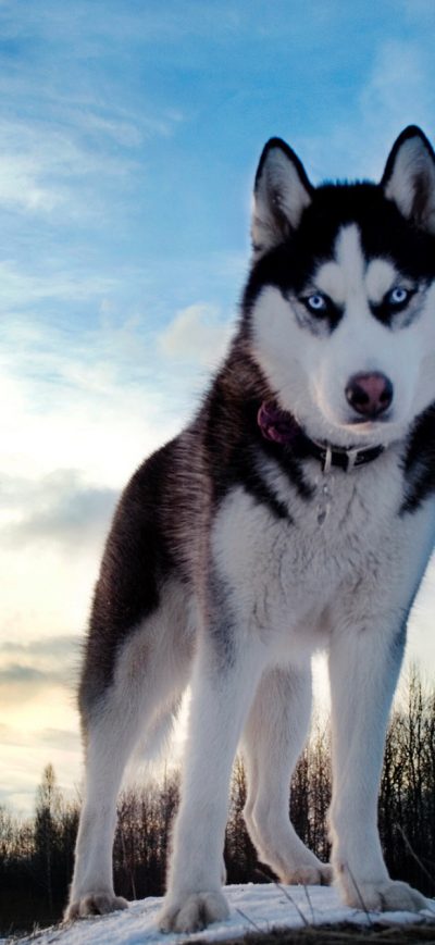 Fond d'écran iPhone Siberan Husky 4