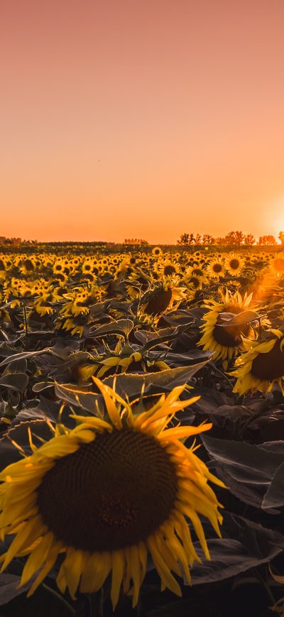 Fond d'écran iPhone Sunflowers Farm Golden Hour 5k
