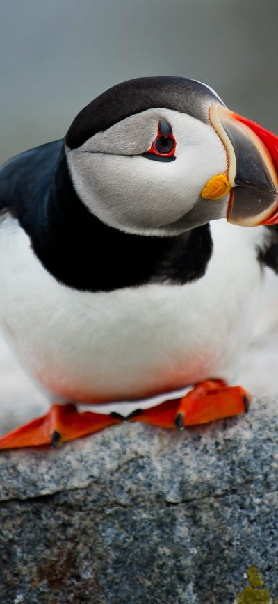 Fond d'écran iPhone Cute Puffin Bird