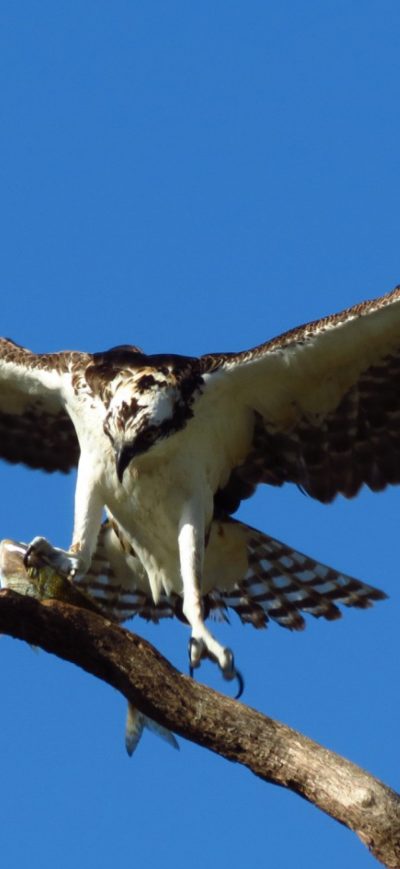 Fond d'écran iPhone Hawk Bird Predator