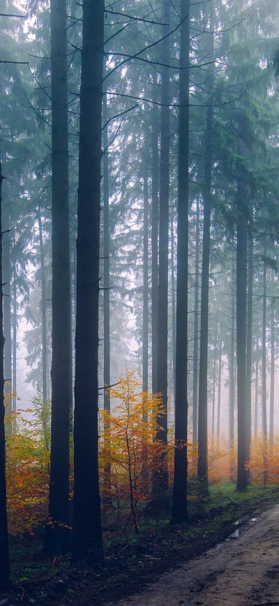 Fond d'écran iPhone Mist Fog Trees Path Forest