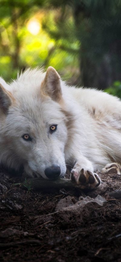 Fond d'écran iPhone White Wolf
