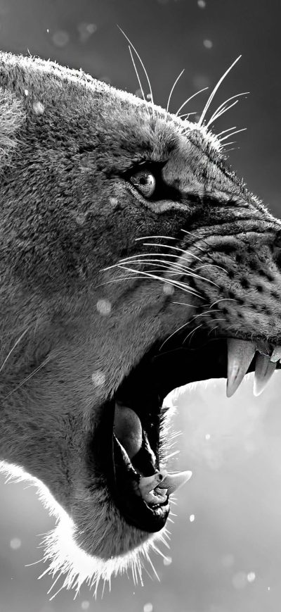 Fond d'écran iPhone Lion Roaring