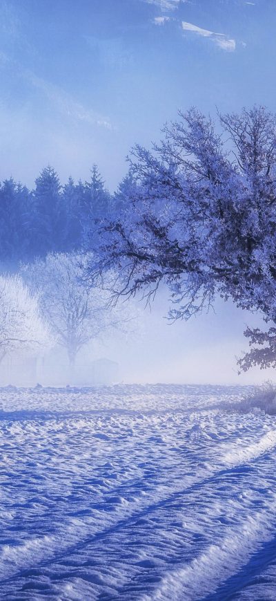 Fond d'écran iPhone Trees Covered With Snow Fog Landscape Winter 4k