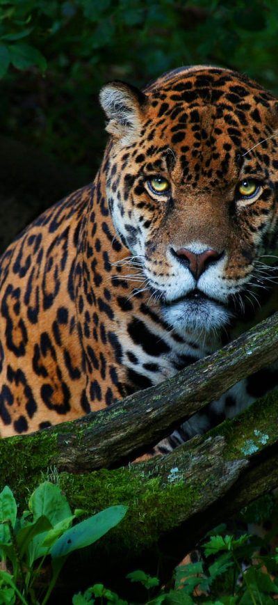 Fond d'écran iPhone Big Cat Jaguar