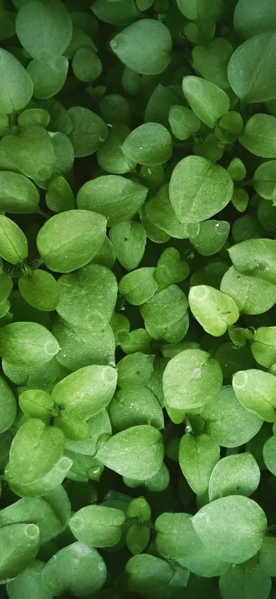 Fond d'écran iPhone Leaves Green 4k