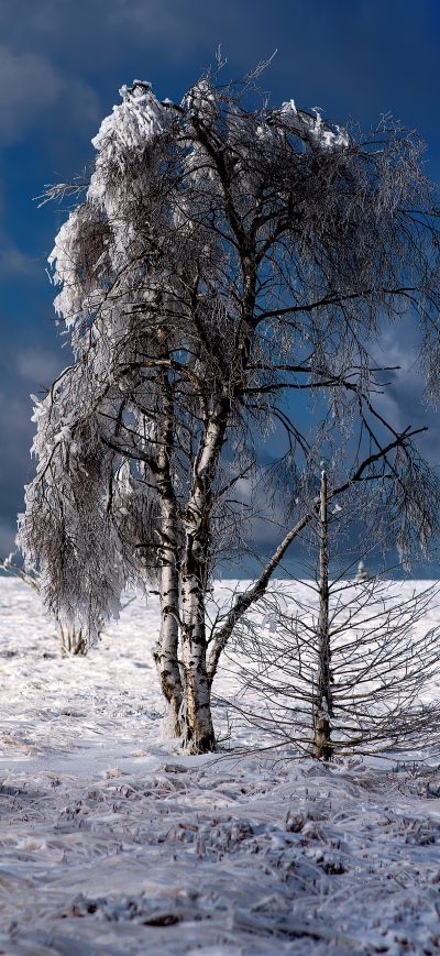 Fond d'écran iPhone Snow Outdoor Tree 4k